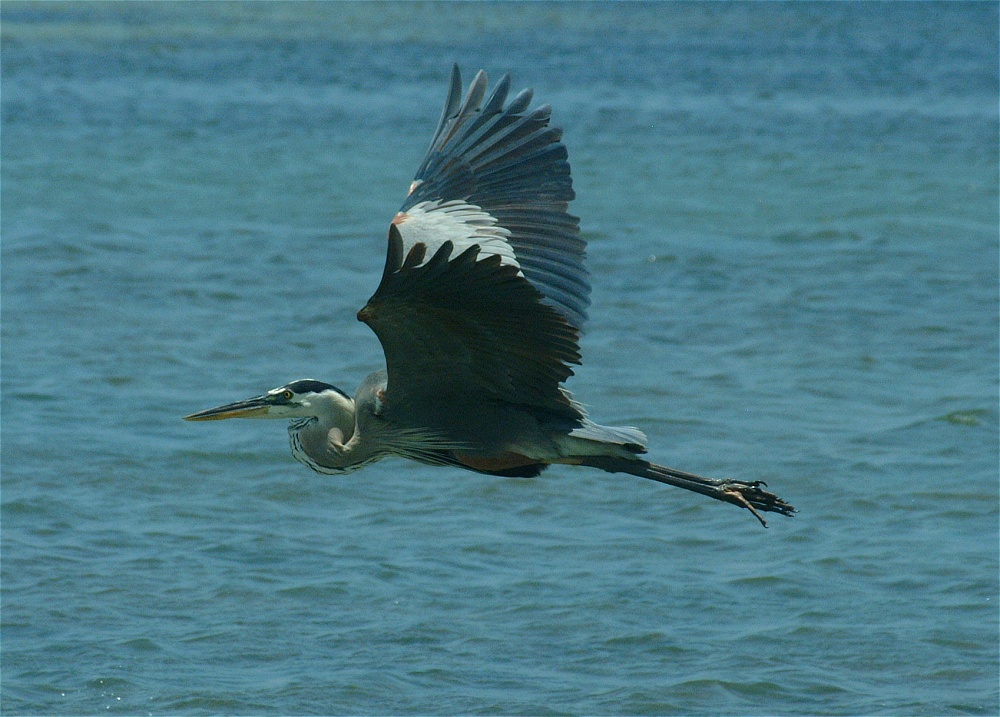 (17) Dscf5275 (great blue heron).jpg   (1000x717)   268 Kb                                    Click to display next picture